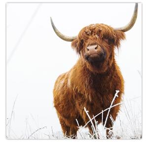 Obraz - Skotská kráva (30x30 cm)