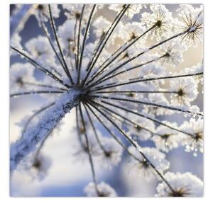Obraz - Zmrzlý květ (30x30 cm)