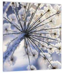 Obraz - Zmrzlý květ (30x30 cm)