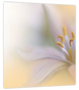 Obraz - Jemný květ (30x30 cm)