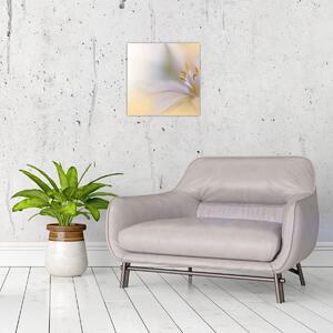 Obraz - Jemný květ (30x30 cm)