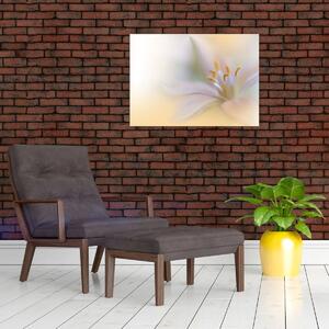 Obraz - Jemný květ (70x50 cm)