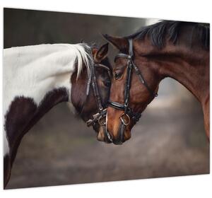 Obraz - Zamilovaní koni (70x50 cm)