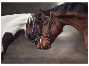 Obraz - Zamilovaní koni (70x50 cm)