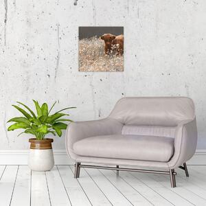 Obraz - Skotská kráva v kvítí (30x30 cm)
