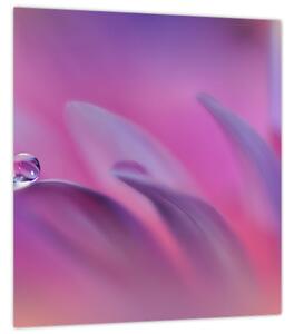 Obraz - Kapka na květu (30x30 cm)