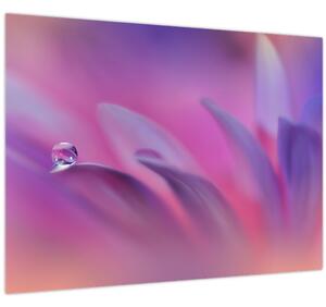 Obraz - Kapka na květu (70x50 cm)