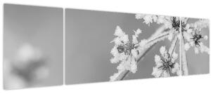 Obraz - Zmrzlá rostlina (170x50 cm)