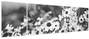Obraz - Kopretiny (170x50 cm)