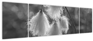 Obraz - Cottongrass (170x50 cm)