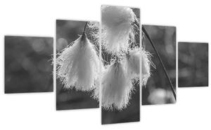 Obraz - Cottongrass (125x70 cm)