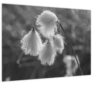 Obraz - Cottongrass (70x50 cm)