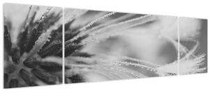 Obraz - Pampeliška (170x50 cm)
