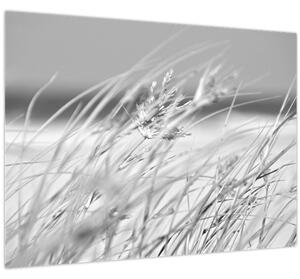 Obraz - Plážová tráva (70x50 cm)