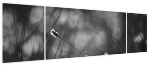 Obraz - Luční tráva (170x50 cm)