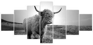 Obraz - Skotská kráva, černobílá (210x100 cm)