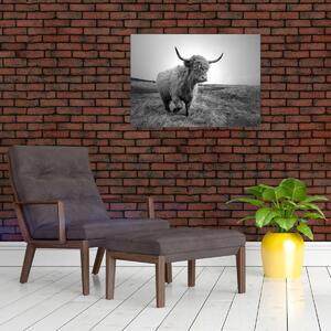 Obraz - Skotská kráva, černobílá (70x50 cm)