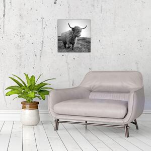 Obraz - Skotská kráva, černobílá (30x30 cm)
