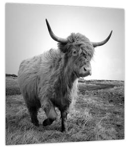 Obraz - Skotská kráva, černobílá (30x30 cm)