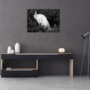 Obraz - Páv, černobílá (70x50 cm)