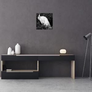 Obraz - Páv, černobílá (30x30 cm)