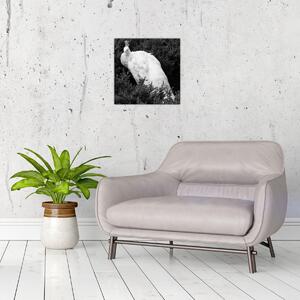 Obraz - Páv, černobílá (30x30 cm)