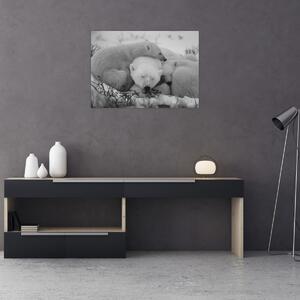 Obraz - Lední medvídci, černobílá (70x50 cm)