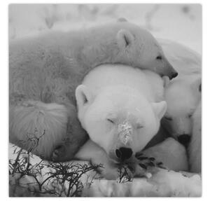 Obraz - Lední medvídci, černobílá (30x30 cm)