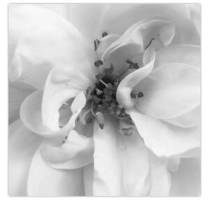 Obraz - Květ, černobílá (30x30 cm)