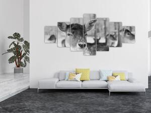 Obraz - Koloušci, černobílá (210x100 cm)