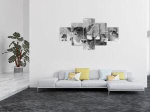 Obraz - Koloušci, černobílá (125x70 cm)