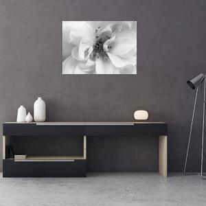 Obraz - Květ, černobílá (70x50 cm)