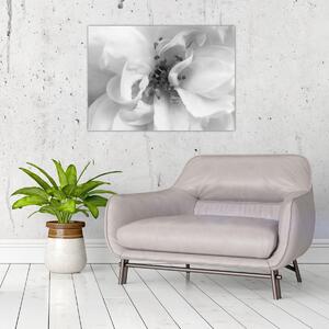 Obraz - Květ, černobílá (70x50 cm)