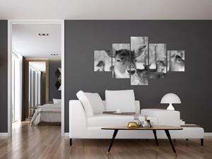 Obraz - Koloušci, černobílá (125x70 cm)