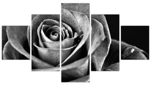 Obraz - Růže, černobílá (125x70 cm)