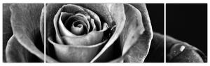 Obraz - Růže, černobílá (170x50 cm)
