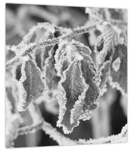 Obraz - Zmrzlé listy, černobílá (30x30 cm)