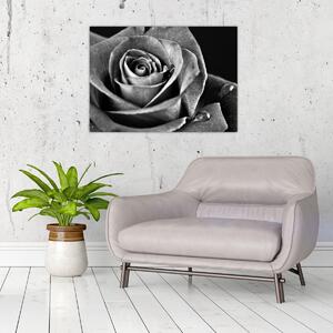 Obraz - Růže, černobílá (70x50 cm)