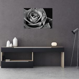 Obraz - Růže, černobílá (70x50 cm)