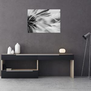 Obraz - Makro, černobílá (70x50 cm)