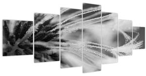 Obraz - Makro, černobílá (210x100 cm)