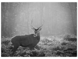 Obraz - Jelen v lese, černobílá (70x50 cm)