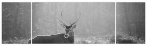 Obraz - Jelen v lese, černobílá (170x50 cm)
