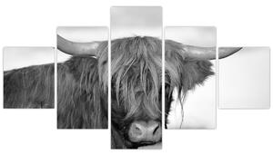Obraz - Skotská kráva 2, černobílá (125x70 cm)