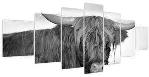 Obraz - Skotská kráva 2, černobílá (210x100 cm)