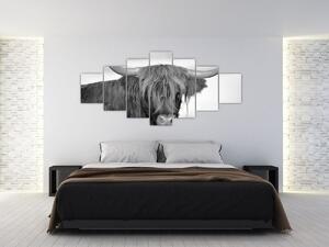 Obraz - Skotská kráva 2, černobílá (210x100 cm)