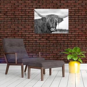 Obraz - Skotská kráva 2, černobílá (70x50 cm)
