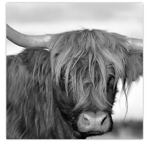 Obraz - Skotská kráva 2, černobílá (30x30 cm)