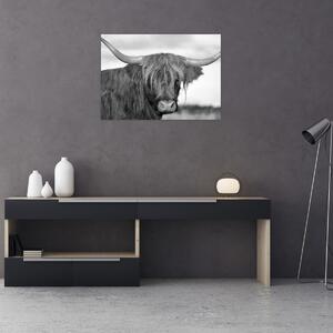 Obraz - Skotská kráva 2, černobílá (70x50 cm)