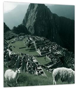 Obraz - Lamy na Machu Picchu v Peru (30x30 cm)